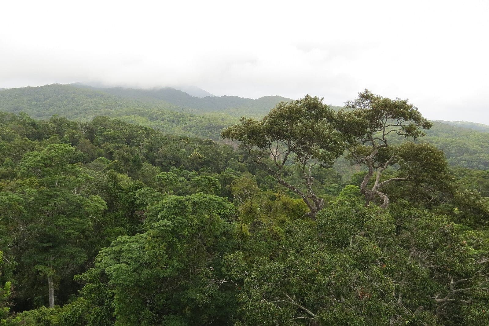 Daintree 雨林之旅