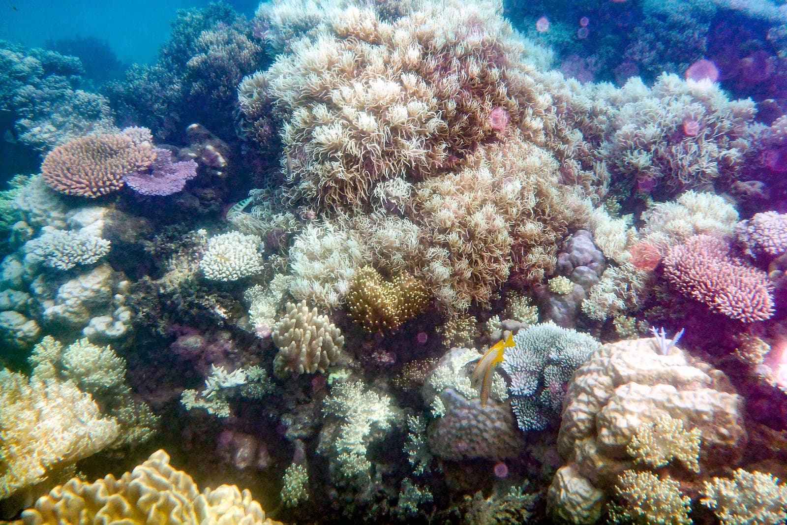 Great Barrier Reef 大堡礁遊船