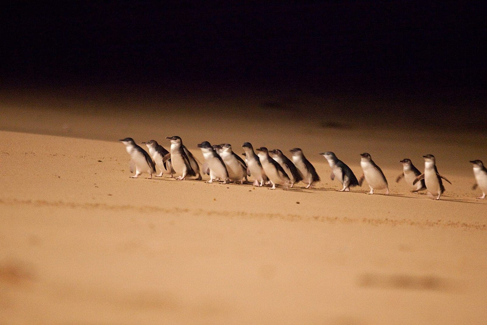 Phillip Island 企鵝歸巢